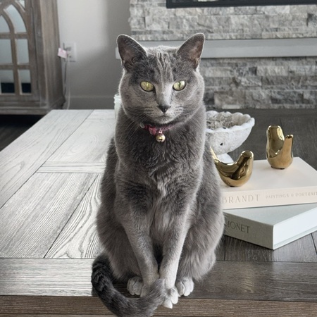 Entry image for Blazey . Clicking this image will show a larger photo