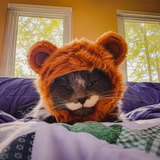 Entry image for Stache
