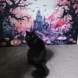 Entry image for Hocus