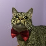 Entry image for Oliver