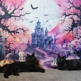 Entry image for Hocus & Pocus