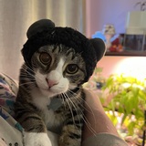 Entry image for Finn