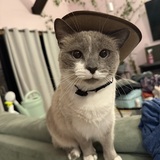 Entry image for Koko Melon