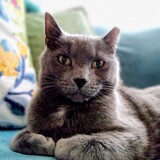 Entry image for Pepper 