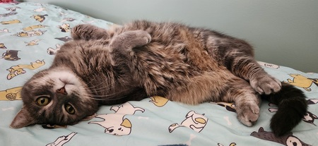 Entry image for Marley. Clicking this image will show a larger photo