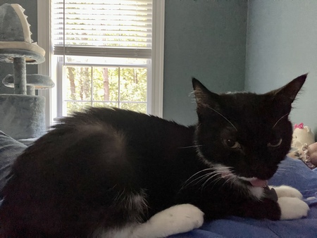 Entry image for Binx. Clicking this image will show a larger photo