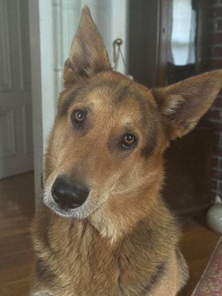 Entry image for Chase . Clicking this image will show a larger photo