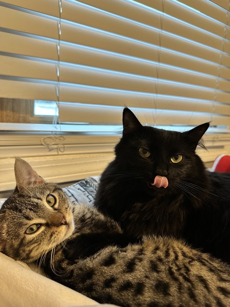 Entry image for Lola and Rocco. Clicking this image will show a larger photo