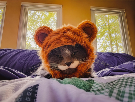 Entry image for Stache. Clicking this image will show a larger photo