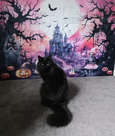 Entry image for Hocus. Clicking this image will show a larger photo