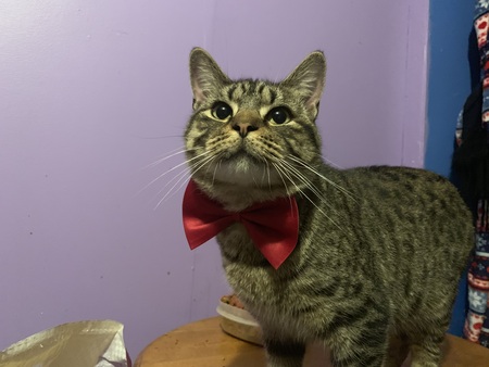 Entry image for Oliver. Clicking this image will show a larger photo