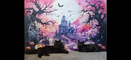Entry image for Hocus & Pocus. Clicking this image will show a larger photo