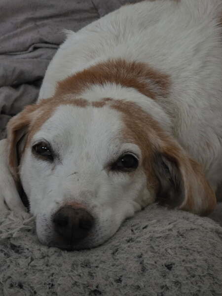 Entry image for Chester. Clicking this image will show a larger photo