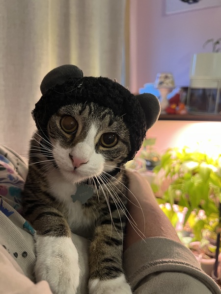 Entry image for Finn. Clicking this image will show a larger photo