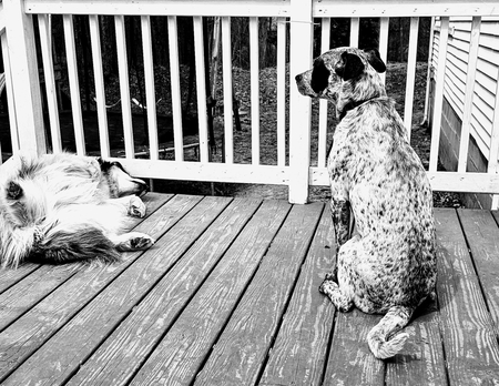Entry image for Aspen & Belle. Clicking this image will show a larger photo