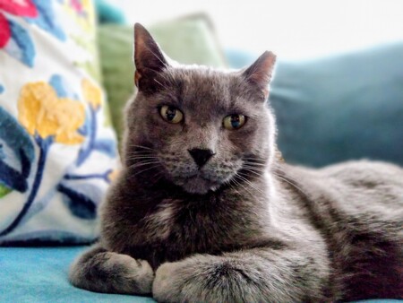 Entry image for Pepper . Clicking this image will show a larger photo