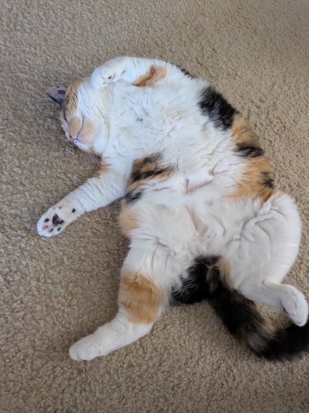 Entry image for Cinnamon. Clicking this image will show a larger photo