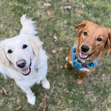 Entry image for Ginger (Ginger25) and Sadie (Josephine26)