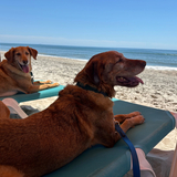 Entry image for Goldy and Roscoe