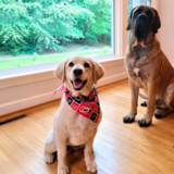 Entry image for Zizzy Grace  and Moose