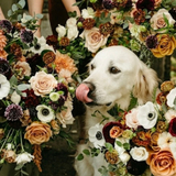 Entry image for Bodhi