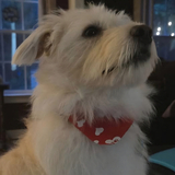 Entry image for Winston 