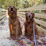 Entry image for Lucky and Penny 