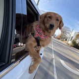 Entry image for Teddy