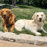 Entry image for Cooper and Wonder