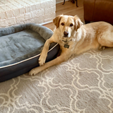 Entry image for Gus