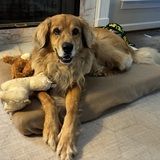 Entry image for Lenny