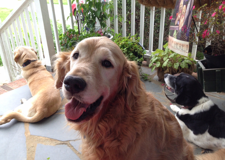 Entry image for Tucker. Clicking this image will show a larger photo
