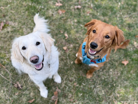 Entry image for Ginger (Ginger25) and Sadie (Josephine26). Clicking this image will show a larger photo