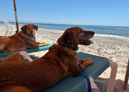 Entry image for Goldy and Roscoe. Clicking this image will show a larger photo