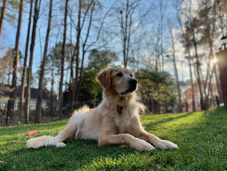 Entry image for Rosco. Clicking this image will show a larger photo