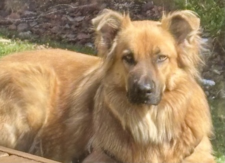 Entry image for Wolfie. Clicking this image will show a larger photo