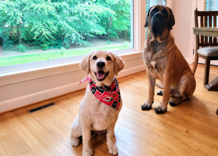 Entry image for Zizzy Grace  and Moose. Clicking this image will show a larger photo