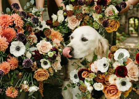 Entry image for Bodhi. Clicking this image will show a larger photo