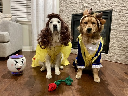 Entry image for Sadie and Trooper. Clicking this image will show a larger photo