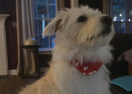 Entry image for Winston . Clicking this image will show a larger photo