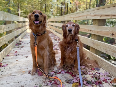 Entry image for Lucky and Penny . Clicking this image will show a larger photo