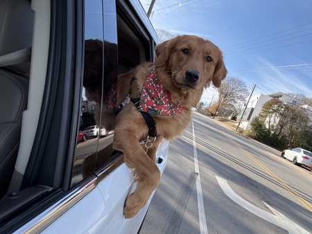 Entry image for Teddy. Clicking this image will show a larger photo