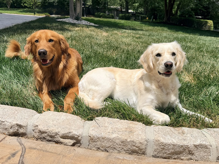 Entry image for Cooper and Wonder. Clicking this image will show a larger photo