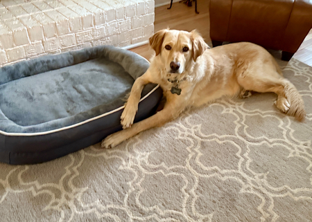 Entry image for Gus. Clicking this image will show a larger photo
