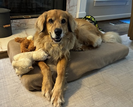 Entry image for Lenny. Clicking this image will show a larger photo