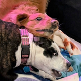 Entry image for Tucker and Bella
