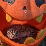 Entry image for Poki