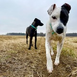 Entry image for Stella & Bonita