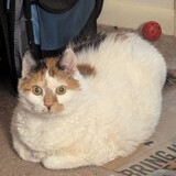 Entry image for Bobo
