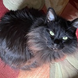 Entry image for Yzma